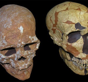 Un craneo revela nueva informacion del sistema visual neandertal Un craneo revela nueva informacion del sistema visual neandertal