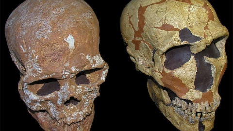 Un craneo revela nueva informacion del sistema visual neandertal