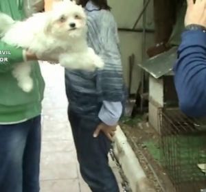 Más de 100 perros maltratados en un centro canino en Madrid Más de 100 perros maltratados en un centro canino en Madrid