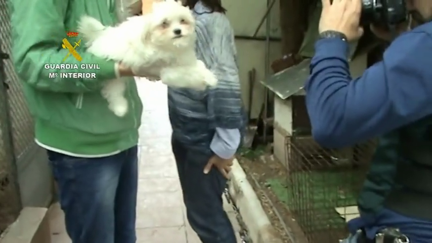 Rescatados 191 perros de un criadero ilegal en Paracuellos del Jarama Rescatados 191 perros de un criadero ilegal en Paracuellos del Jarama