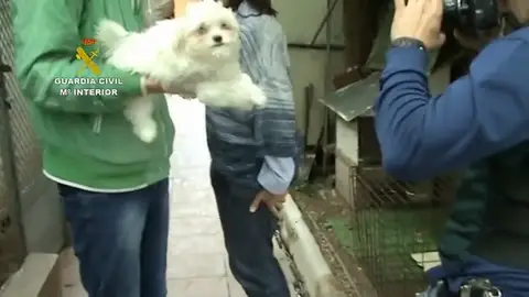 Más de 100 perros maltratados en un centro canino en Madrid Más de 100 perros maltratados en un centro canino en Madrid