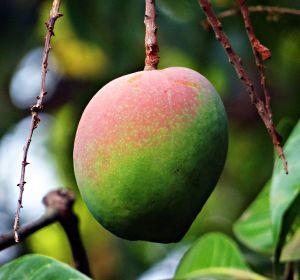 ¿Por qué el mango debería estar siempre en tu lista de la compra? ¿Por qué el mango debería estar siempre en tu lista de la compra?