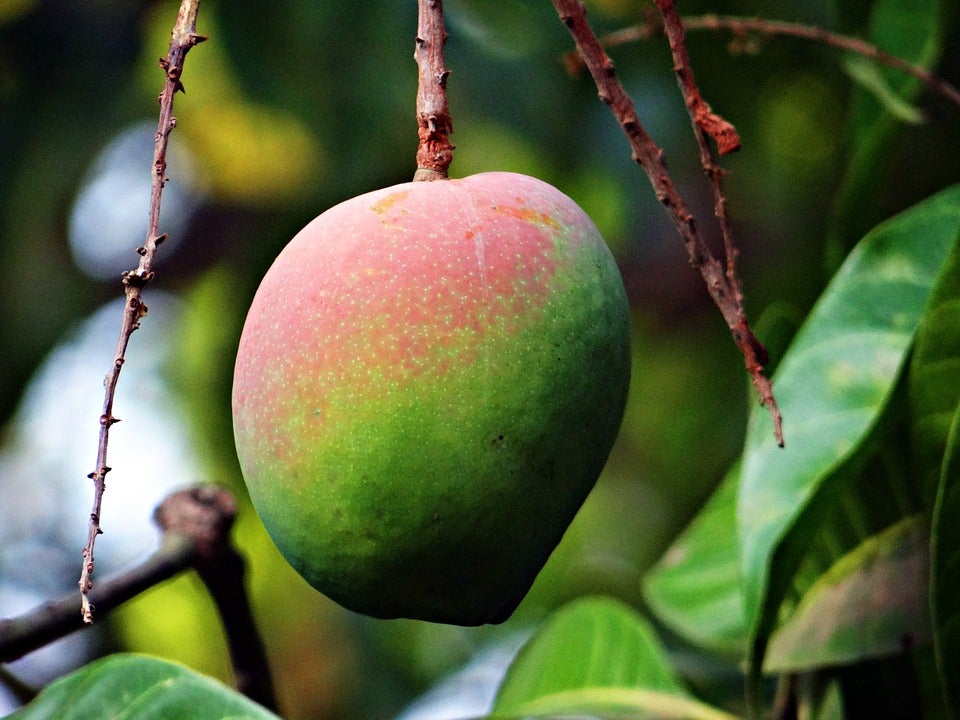 Los mejores mangos nacionales están la Axarquía Malagueña Los mejores mangos nacionales están la Axarquía Malagueña