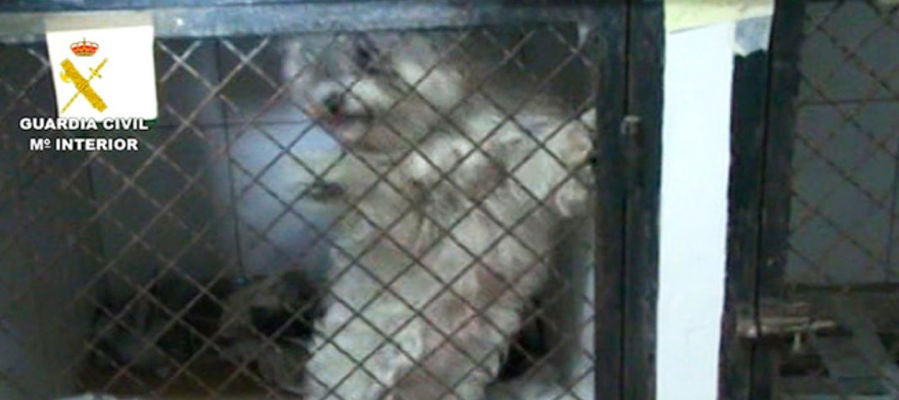 Imagen facilitada por la Guardia Civil de los perros maltratados en Paracuellos del Jarama Imagen facilitada por la Guardia Civil de los perros maltratados en Paracuellos del Jarama