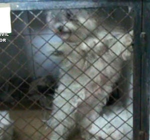 Imagen facilitada por la Guardia Civil de los perros maltratados en Paracuellos del Jarama Imagen facilitada por la Guardia Civil de los perros maltratados en Paracuellos del Jarama