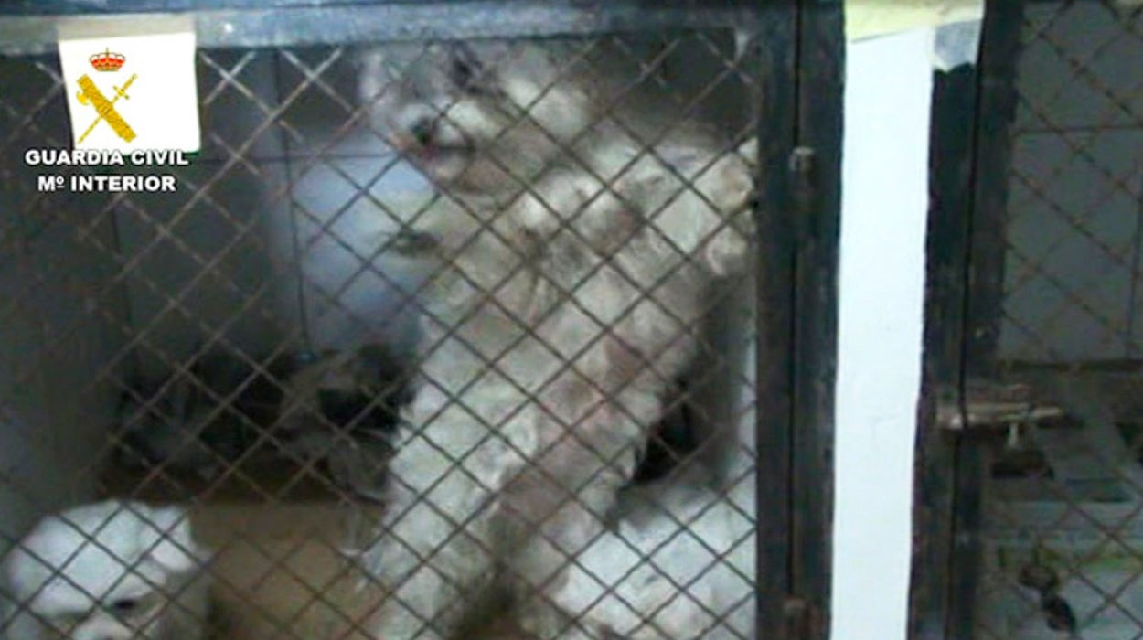 Un error devolverá a 192 perros a un criadero de Madrid acusado de maltrato en varias ocasiones Un error devolverá a 192 perros a un criadero de Madrid acusado de maltrato en varias ocasiones