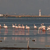 Delta de l'Ebre Delta de l'Ebre
