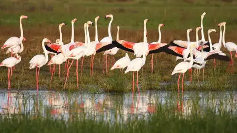 Parque Natural de Doñana, Huelva Los mejores sitios para ver flamencos en España