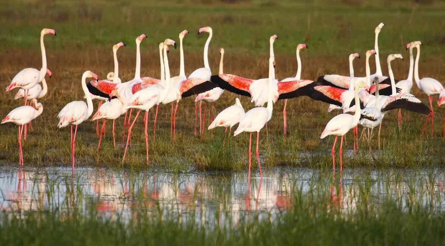 El humedal del Parque de Doñana está enfermo