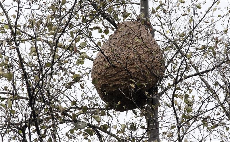 Muere un anciano en O Porriño por una picadura de avispa Muere un anciano en O Porriño por una picadura de avispa