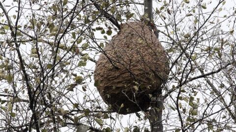 Un enjambre de avispas en Galicia
