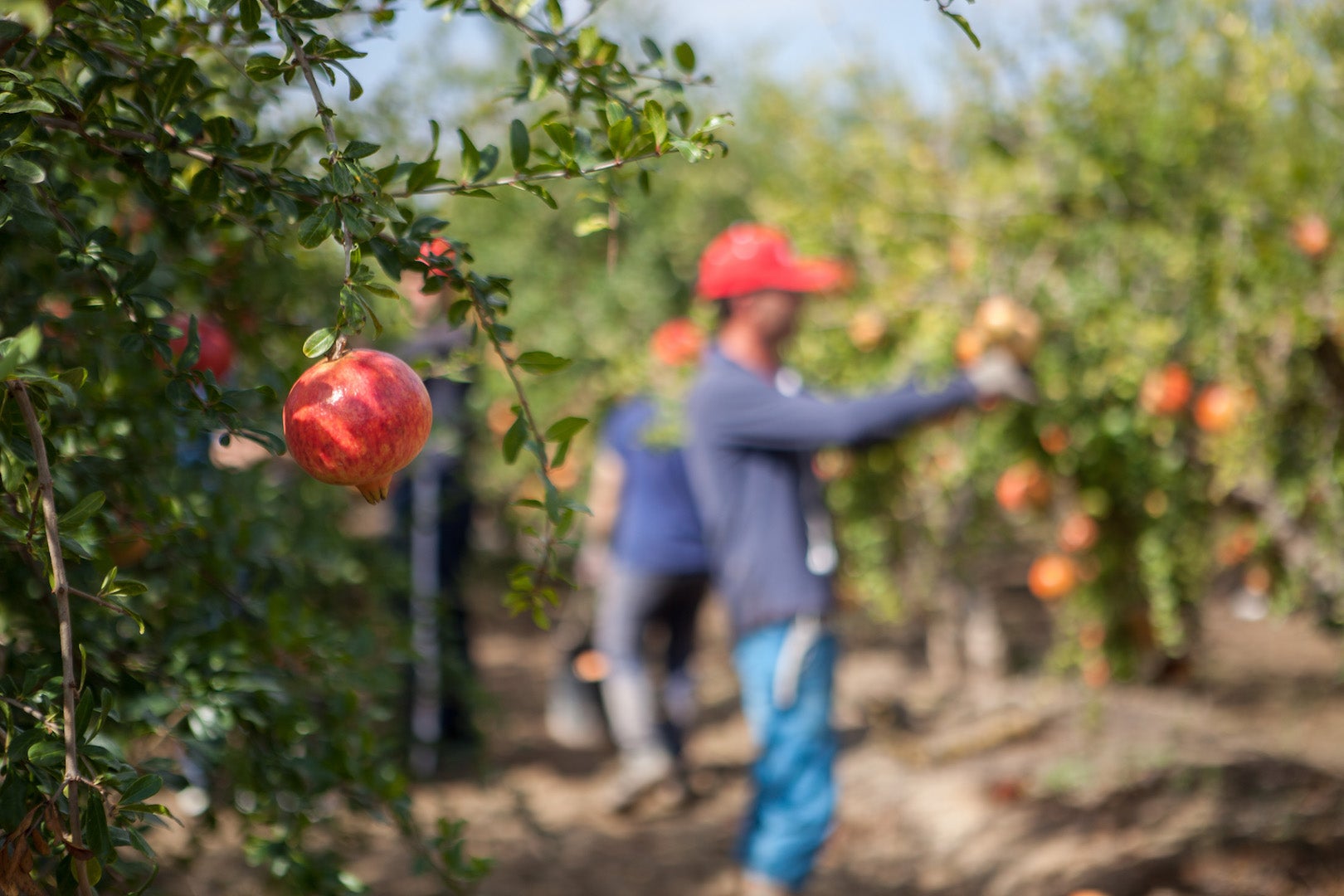 "En el camp d'Elx se están arrancando granados" "En el camp d'Elx se están arrancando granados"