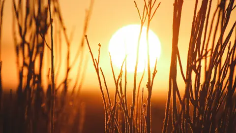 campo al atardecer campo al atardecer