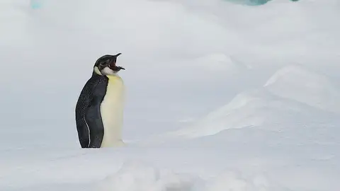 Pingüino Emperador Aventura en la Antártida a bordo de un barco de exploración