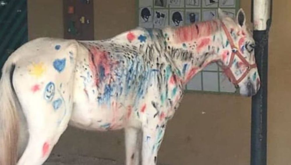 Fotografía de un caballo pintado durante una actividad escolar