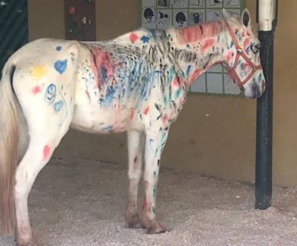 Polémica en Brasil por pintar a un caballo como parte de una tarea extraescolar Polémica en Brasil por pintar a un caballo como parte de una tarea extraescolar