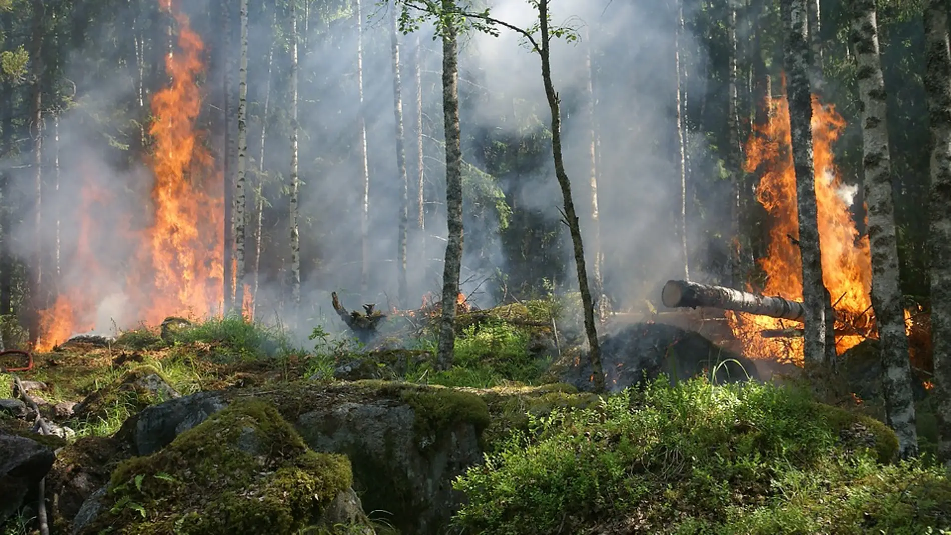 Expertos insisten en la necesidad de prevención frente a la extinción de incendios
