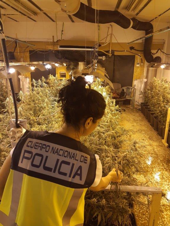 Desarticulada en Elche una plantación indoor de marihuana con 207 plantas y 225 gramos de cogollos ya preparados para su venta Desarticulada en Elche una plantación indoor de marihuana con 207 plantas y 225 gramos de cogollos ya preparados para su venta