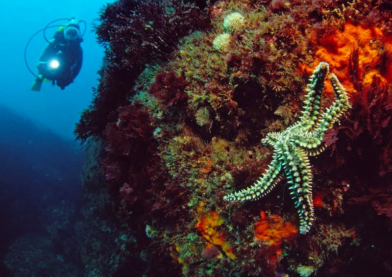 Fallece un buceador de 66 años en El Toro Fallece un buceador de 66 años en El Toro