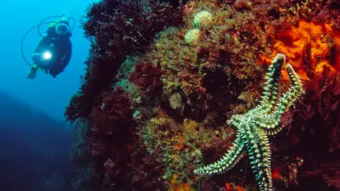Buceo. Hendaya Los mejores lugares para practicar surf, paddle-surf o buceo en la costa vasco-francesa