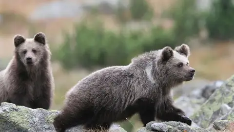 Europa si es pais para osos pardos Europa si es pais para osos pardos