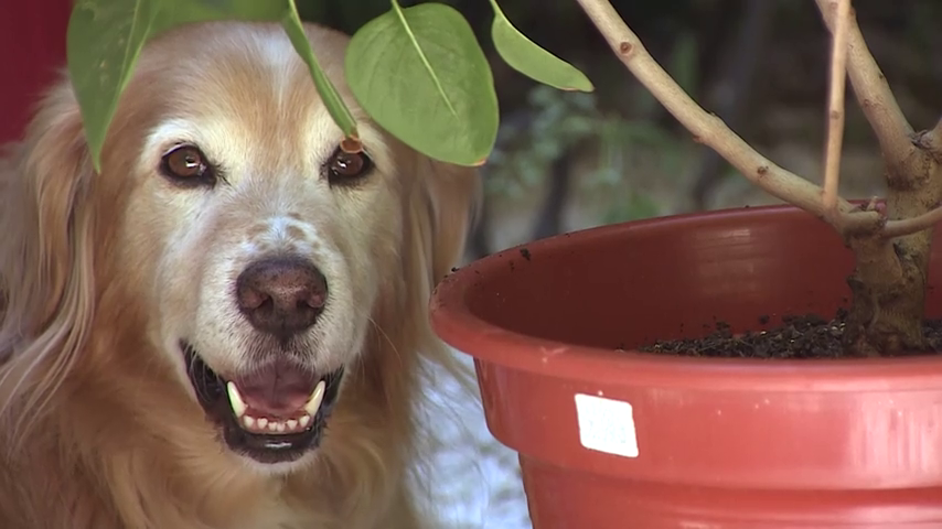 Huellas Callejeras apela a la responsabilidad humana en la adopción de un animal de compañía Huellas Callejeras apela a la responsabilidad humana en la adopción de un animal de compañía