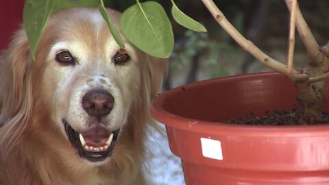 Las casas de acogida, fundamentales para que los animales abandonados encuentren un nuevo hogar 