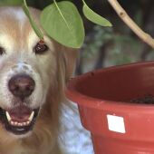Las casas de acogida, fundamentales para que los animales abandonados encuentren un nuevo hogar 