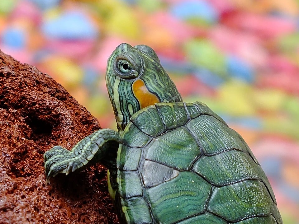¿Puede una tortuga sobrevivir si la soltamos en el campo? ¿Puede una tortuga sobrevivir si la soltamos en el campo?