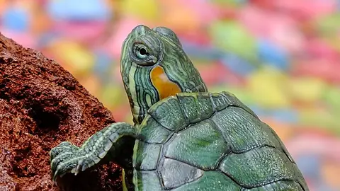 ¿Por qué no debes pintarle el caparazón a las tortugas? SE PONE EN RIESGO SU SALUD
