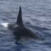 Orcas