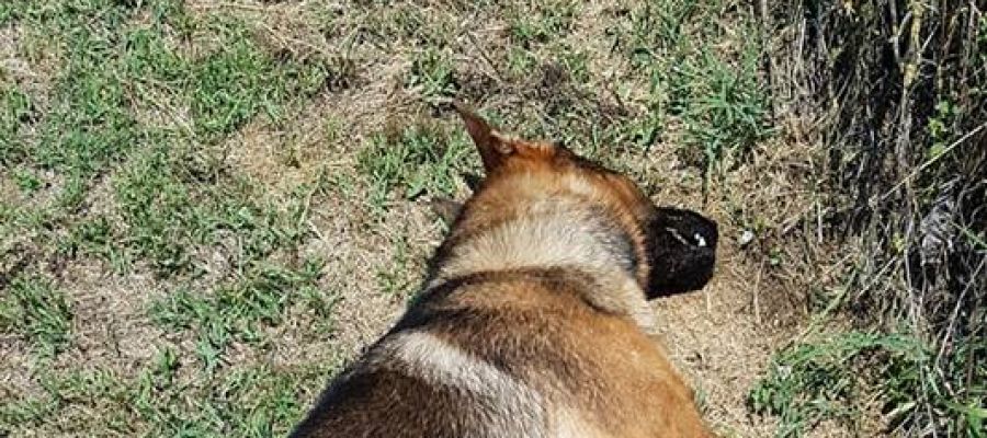 Kaos, el perro 'héroe' envenenado Kaos, el perro 'héroe' envenenado