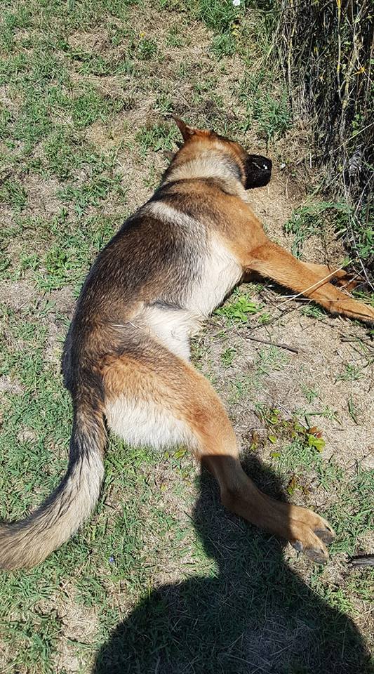 Muere envenenado Kaos, el perro 'héroe' que salvó decenas de vidas en el terremoto de Italia Muere envenenado Kaos, el perro 'héroe' que salvó decenas de vidas en el terremoto de Italia