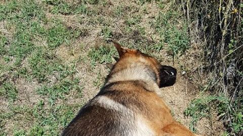 Kaos, el perro 'h&eacute;roe' envenenado