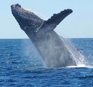 Los cetáceos cuentan con su propia área marina protegida en el Mediterráneo Los cetáceos cuentan con su propia área marina protegida en el Mediterráneo