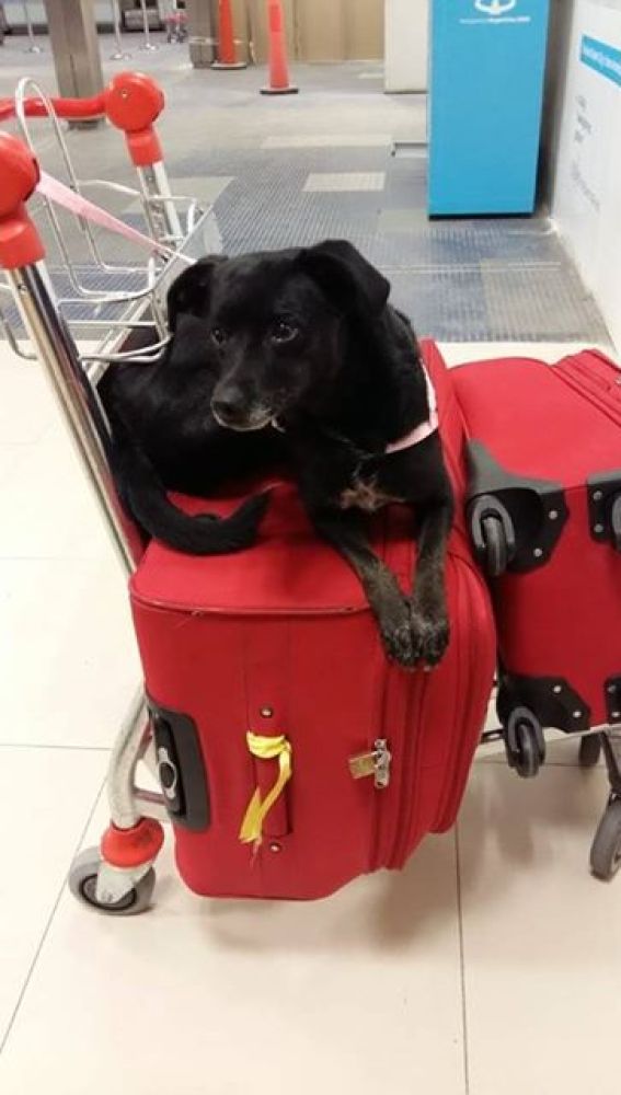 Piny, la perrita perdida en Barajas