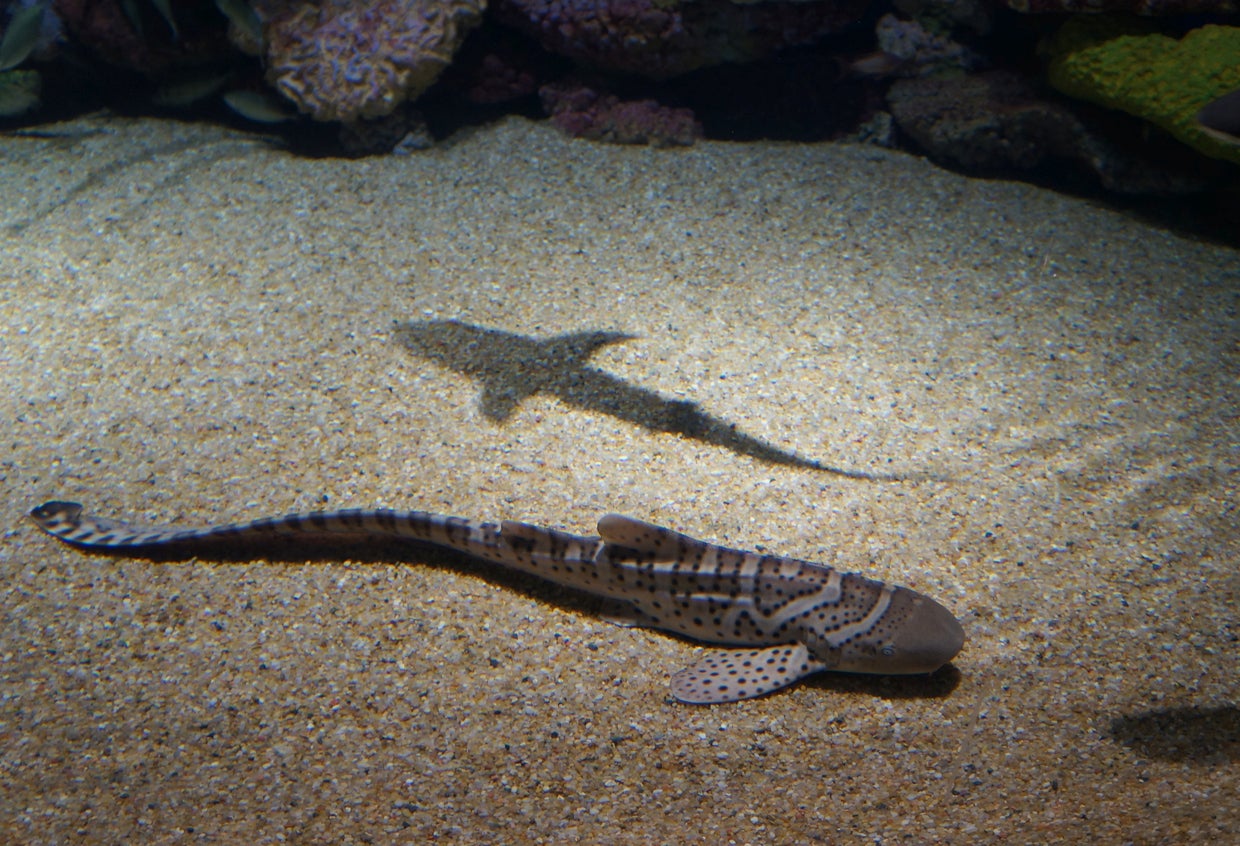 Tres crías de tiburón se acercan a una playa del sur de Gran Canaria Tres crías de tiburón se acercan a una playa del sur de Gran Canaria