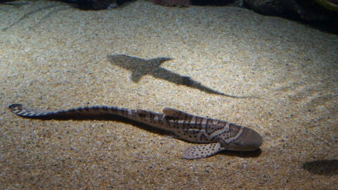 Peque&ntilde;o tibur&oacute;n 