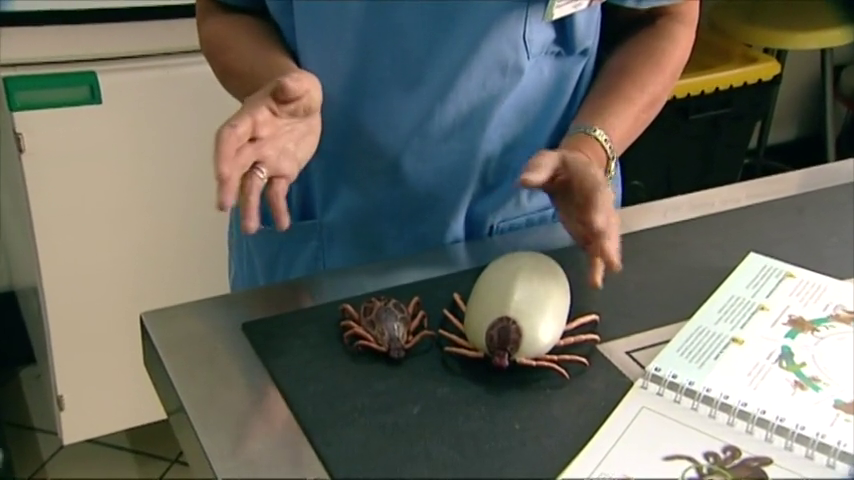 Sanidad controla a 100 personas tras la muerte de un hombre por fiebre Crimea-Congo Sanidad controla a 100 personas tras la muerte de un hombre por fiebre Crimea-Congo