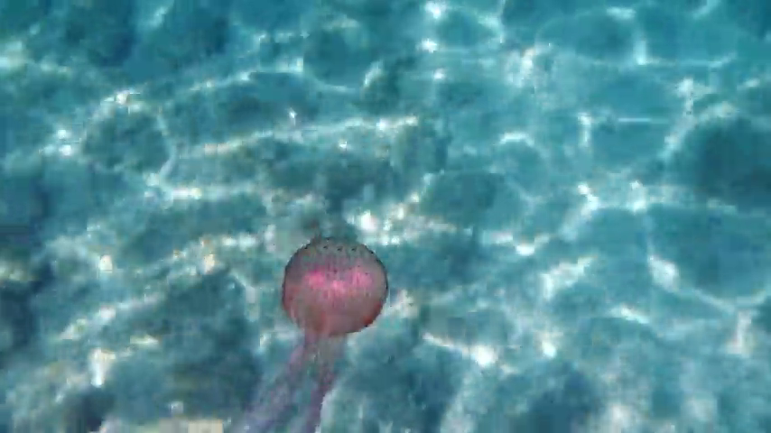 La inusual meteorología podría ser la causa de que hasta ahora no hayan aparecido medusas en la Costa del Sol La inusual meteorología podría ser la causa de que hasta ahora no hayan aparecido medusas en la Costa del Sol