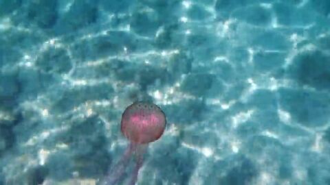 Las medusas del Mediterr&aacute;neo est&aacute;n estresadas por el calor y son m&aacute;s urticantes