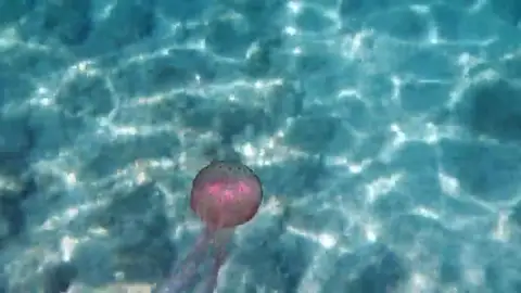 Las medusas del Mediterráneo están estresadas por el calor y son más urticantes Las medusas del Mediterráneo están estresadas por el calor y son más urticantes
