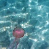 Las medusas del Mediterráneo están estresadas por el calor y son más urticantes