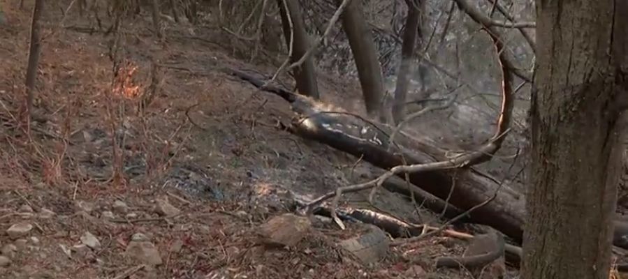 El incendio que afecta a la región del Algarve ya no presenta frentes activos El incendio que afecta a la región del Algarve ya no presenta frentes activos