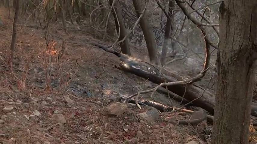 Controlado el incendio en el Algarve portugués, tras una semana de combate Controlado el incendio en el Algarve portugués, tras una semana de combate