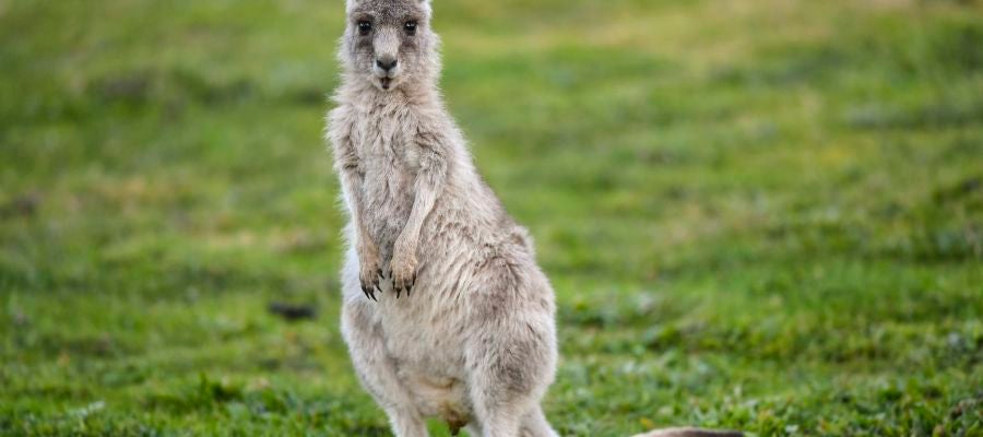 Australia autoriza disparar a los canguros debido a la extrema sequía Australia autoriza disparar a los canguros debido a la extrema sequía