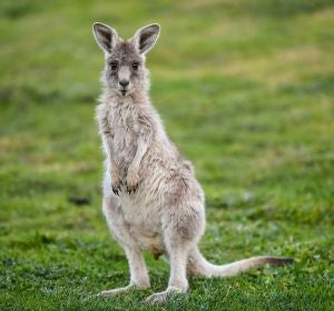 Australia autoriza disparar a los canguros debido a la extrema sequía Australia autoriza disparar a los canguros debido a la extrema sequía