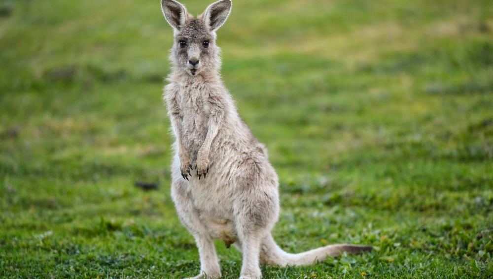 Australia autoriza disparar a los canguros debido a la extrema sequía 