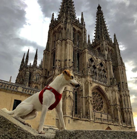 Pipper, el primer perro influencer de España Pipper, el primer perro influencer de España