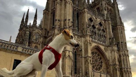 Pipper, el perro turista